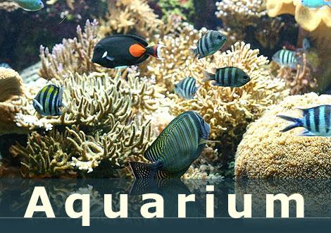 Aquarium Cap d'Agde